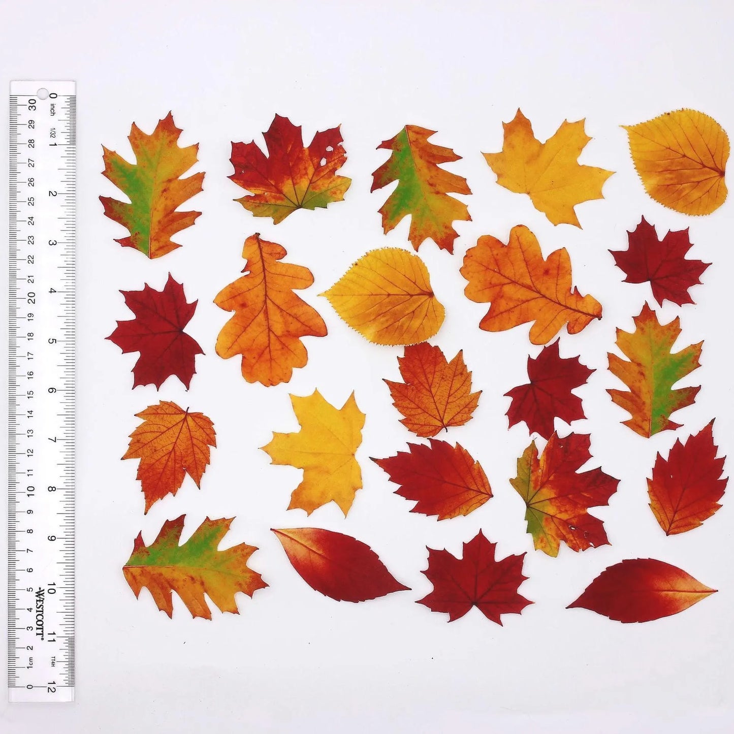 Fall Leaves Cupcake Toppers (22)