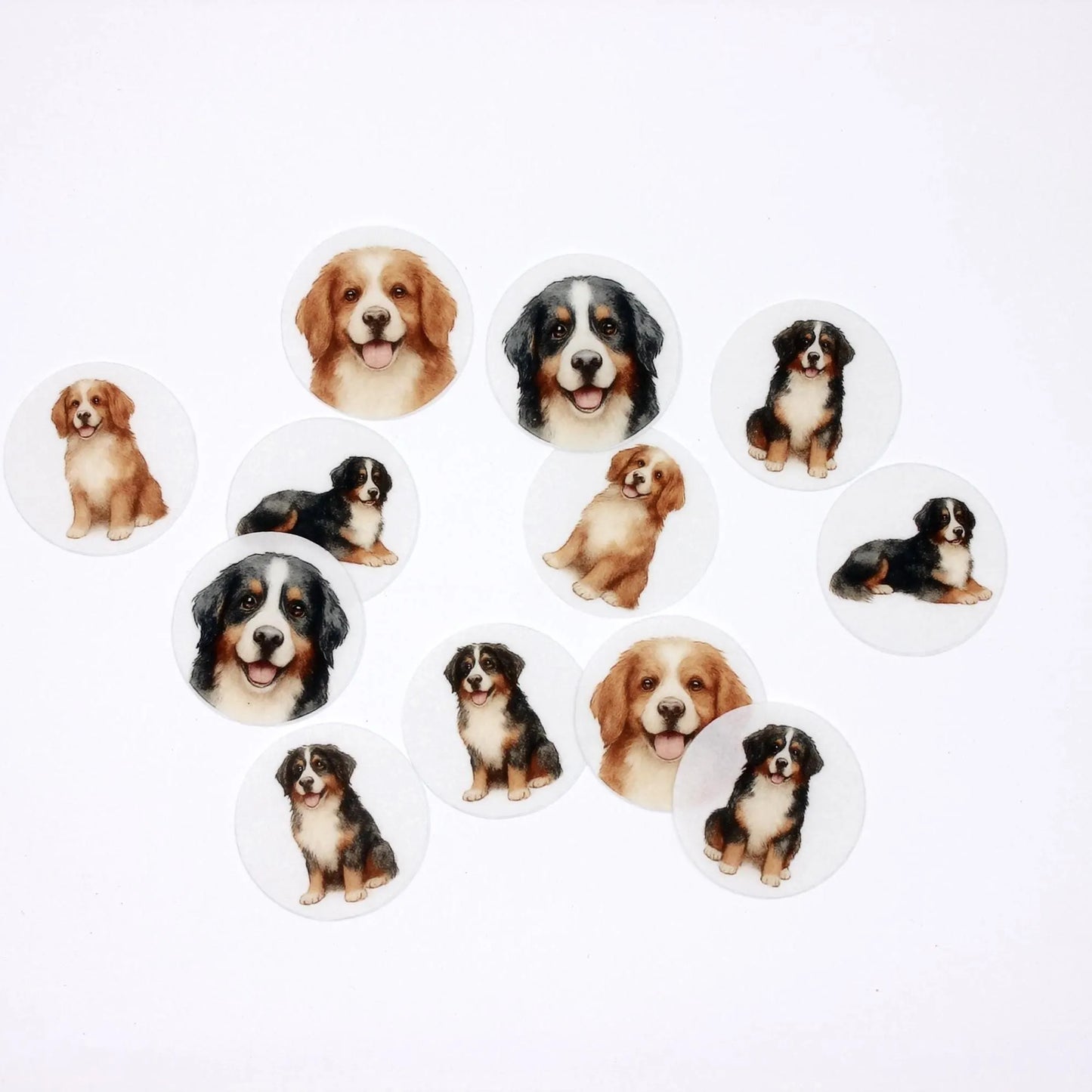 Bernese Mountain Dog Cupcake Toppers (12)