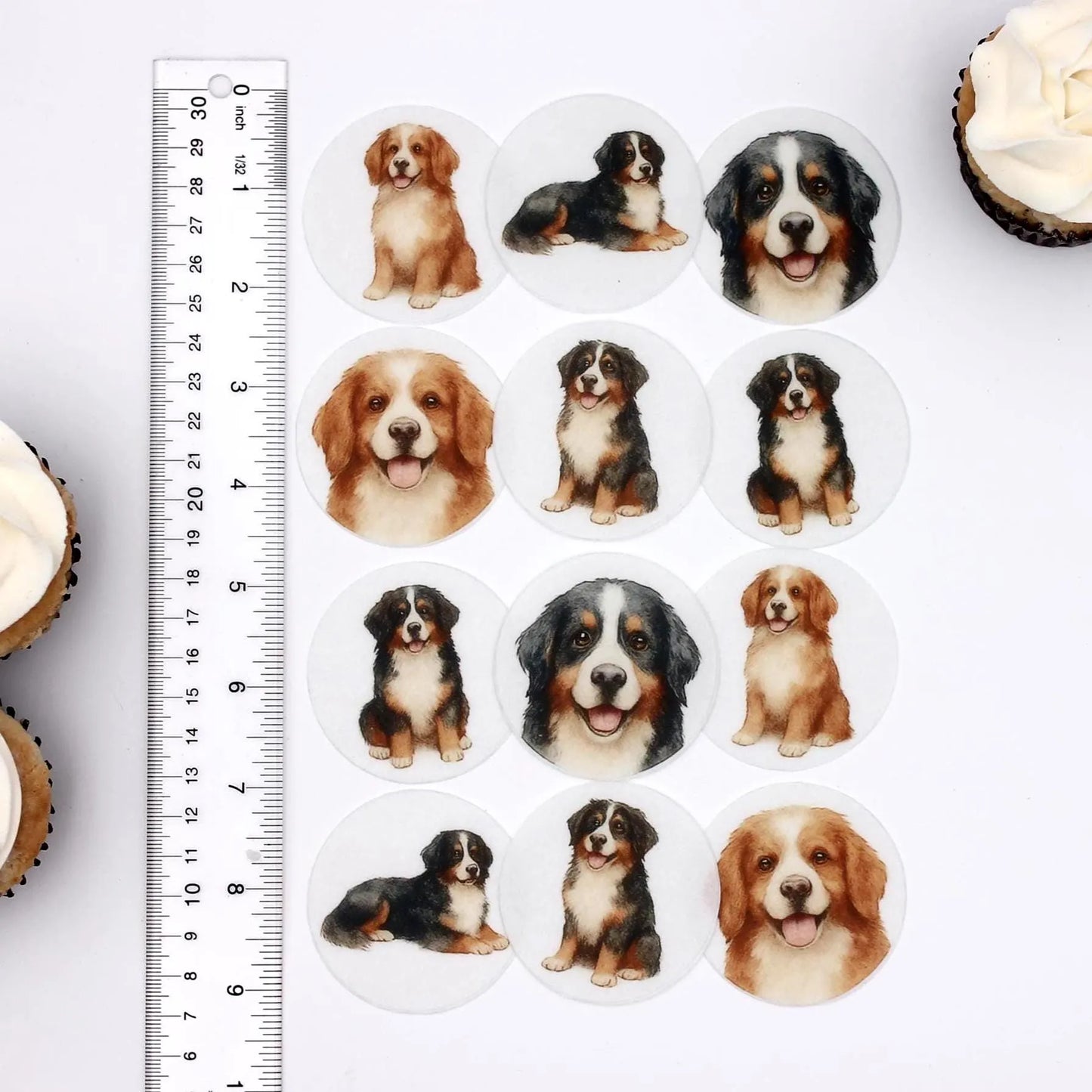 Bernese Mountain Dog Cupcake Toppers (12)
