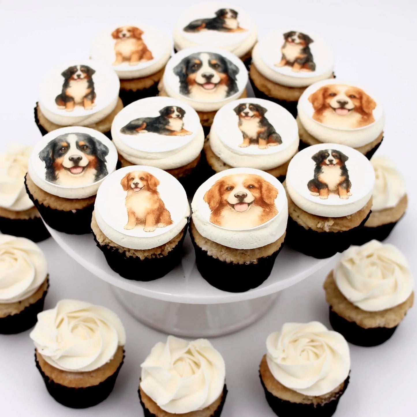 Bernese Mountain Dog Cupcake Toppers (12)